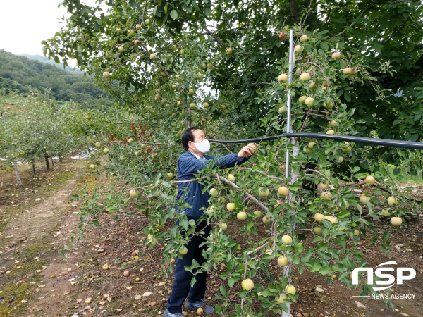 NSP통신-김주수 의성군수는 긴 장마와 태풍 등 고온다습한 환경으로 사과 갈반병, 탄저병이 확산되고 있는 가운데 지난 31일 점곡, 옥산, 춘산 등 사과 주산지 사과재배 피해농가를 방문했다 (의성군)