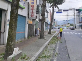 [NSP PHOTO]경주시, 재해 대비 가로수 전정 작업 진행