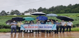[NSP PHOTO]영양군, 2020년 수비초 신품종 육성 평가회 개최