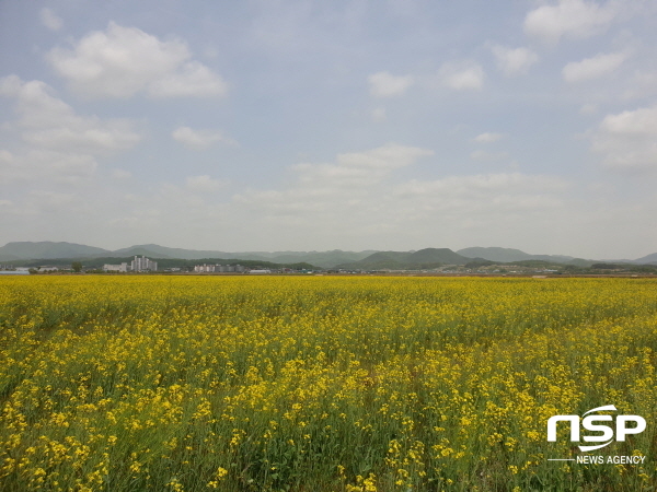 NSP통신-의성군은 이웃사촌 청년시범마을 조성사업의 일환으로 안계면 용기리 일대에 10ha 규모의 유채꽃밭을 조성하는 경관개선사업을 추진한다. (의성군)