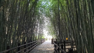[NSP PHOTO]담양군 상징 대나무 군락, 전통 생활문화자원으로 가치 인정