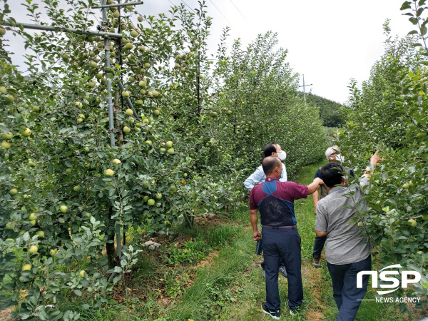 NSP통신-의성군은 지난 7일부터 지역 내 전체 사과 재배농가를 대상으로 탄저병 긴급방제비를 지급한다고 밝혔다 (의성군)