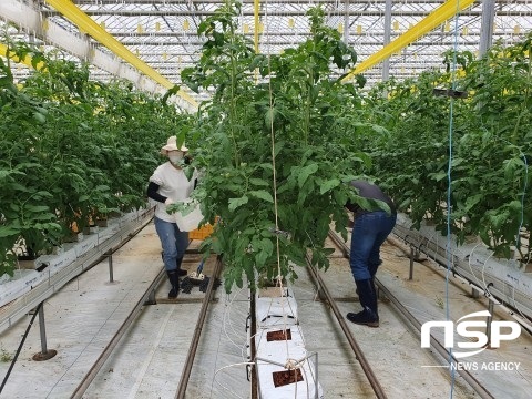 [NSP PHOTO]한국농수산대, 태풍 피해 농가 일손돕기 구슬땀