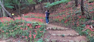 [NSP PHOTO]완주군, 모악산도립공원 꽃무릇 만개...힐링공간 제공