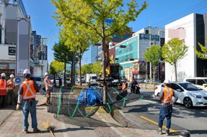 [NSP PHOTO]포항시, 은행나무 열매 채취 시작