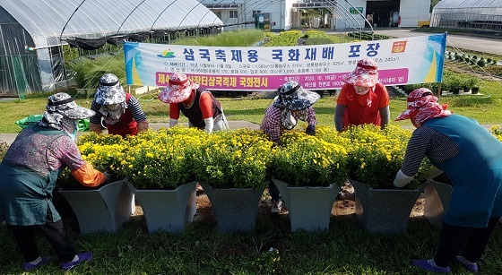 NSP통신-▲예산군이 예산장터삼국축제 관상국화 재배관리에 한창이다. (예산군)