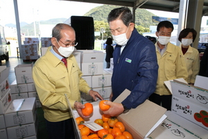 [NSP PHOTO]청도군, 청도반시 원과 수매 전격 시행