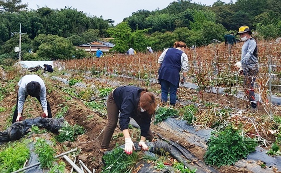 NSP통신-▲청양군 공직자들이 농가 일손 돕기에 나선다. (청양군)