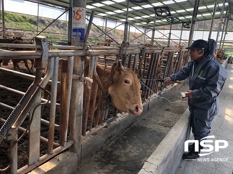 [NSP PHOTO]장수군, 31일까지 소 사육 농가 대상 구제역 백신 접종