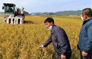 [NSP PHOTO]광주 본량농협, 기능성 사포닌 쌀 수확