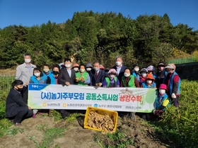 [NSP PHOTO]동광양농협, 농가주부모임 공동소득사업 생강수확