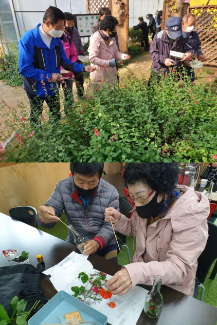 NSP통신-안성시농업기술센터와 치매안심센터가 협업으로 운영하고 있는 치유농업 프로그램 모습. (안성시)