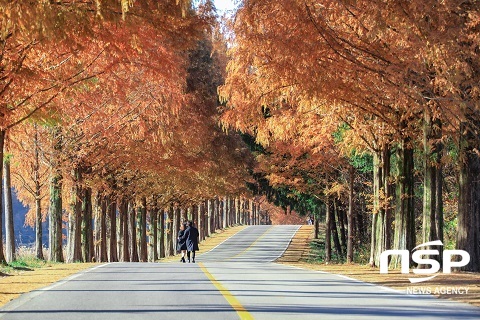 [NSP PHOTO][가볼까]진안 메타세쿼이아 길...주홍빛 절정