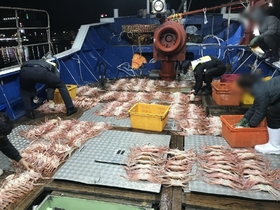 [NSP PHOTO]포항해경, 대게조업 금지기간 대게 불법포획한 어선 검거