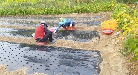 NSP통신-▲예산군농업기술센터가 국내육성품종인 홍산 마늘 정식을 완료했다. (예산군)