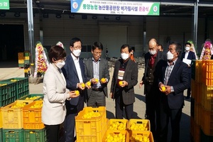 [NSP PHOTO]웰빙 유자・석류 고흥산이 최고... 현장경매 실시