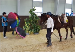 [NSP PHOTO]한국마사회, 제7회 경주퇴역 승용마 안정성 및 능력평가 품평회 시행