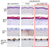 [NSP PHOTO]아모레퍼시픽, KAIST와 피부세포 역노화 원천기술 개발