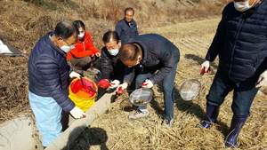 [NSP PHOTO]청도군, 월동 왕우렁이 피해방지 일제수거