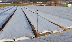 [NSP PHOTO]서산시, 겨울철 농작물 안전관리 당부