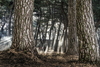 [NSP PHOTO]전남도, 보물같은 12개 명품숲 선정