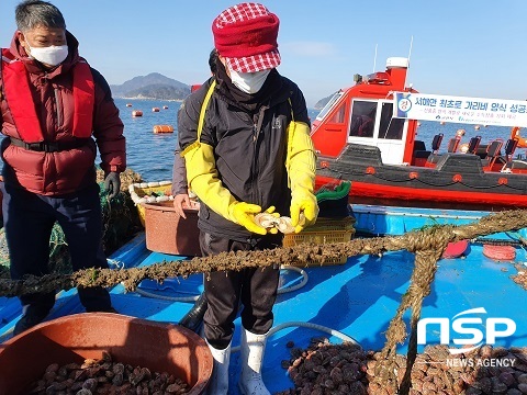 [NSP PHOTO]군산시, 서해안 최초 가리비 시험양식 성공