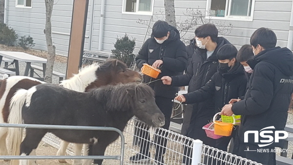 NSP통신-영천 학생선수 스포츠 힐링캠프에 참가한 학생선수들이 홀스파크에서 말먹이 주기 체험을 하고 있다 (영천교육지원청)