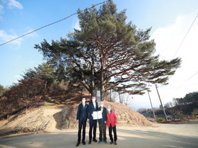 [NSP PHOTO]예천 수한리 소나무, 소유자에게 경북문화재지정서 전달