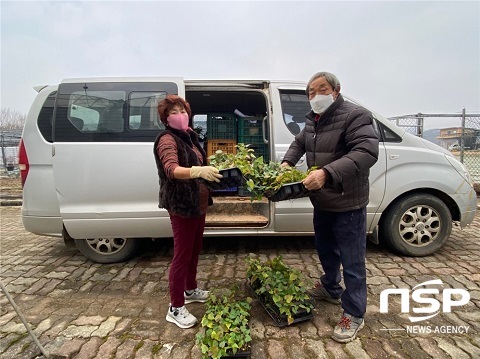 [NSP PHOTO]완주군, 농가에 고구마 무병묘 4000주 분양