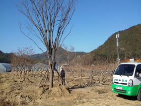 [NSP PHOTO]울진군, 나무은행 운영으로 예산절감 효과