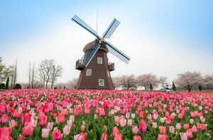 [NSP PHOTO]순천시, 네덜란드에서 유기농 튤립알뿌리 선물받아