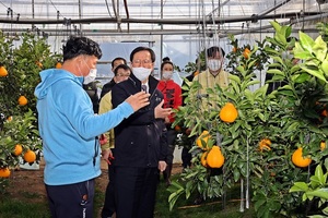 [NSP PHOTO]고흥군, 겨울 한파 딛고 한라봉 수확에 구슬땀