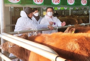 [NSP PHOTO]전남농협, 설 명절 대비 한우가격 동향 및 방역실태 점검