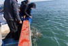 [NSP PHOTO]충남도, 2020년 수산종자 매입 방류사업 효과 결과 발표
