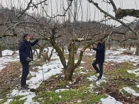 [NSP PHOTO]담양군, 과수화상병 유입 차단 겨울철 예찰 강화