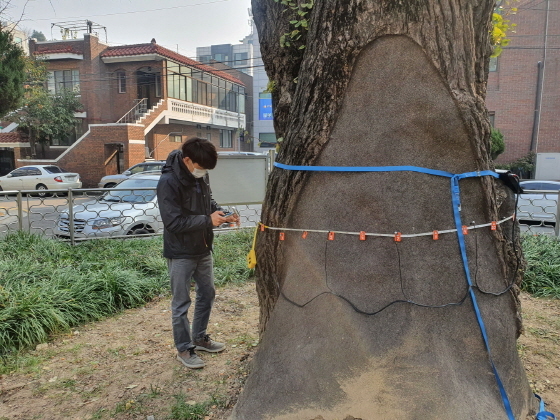 NSP통신-수목 진료 전문가가 나무단층촬영기로 수원-2호 보호수인 권선동 은행나무를 검사하고 있다. (수원시)