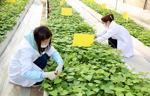 [NSP PHOTO]태안군, 고구마 조직배양묘 무료 공급