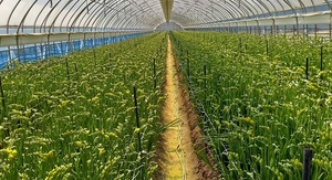 [NSP PHOTO]보령시, 화훼농가 돕기…꽃소비 활성화 운동 추진
