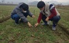 [NSP PHOTO]서천군, 월동 작물 웃거름 시용지도