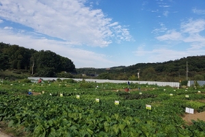 [NSP PHOTO]부천시, 도심 속 농업체험 도시텃밭 참가자 모집