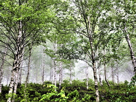 [NSP PHOTO]청송군, 명품산림 조성으로 지역경제 활성화 이끌어