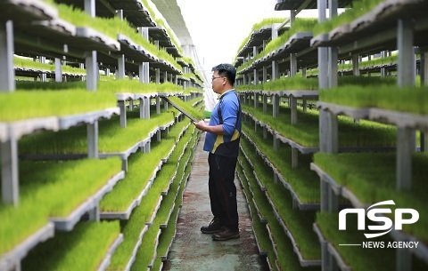 [NSP PHOTO]장수군, 영세 고령농 육묘지원