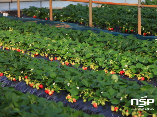 NSP통신-울진군은 오는 3월부터 왕피천공원 유기농 딸기수확체험을 실시한다고 밝혔다. (울진군)