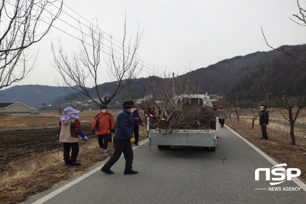 NSP통신-봉화군 춘양면 소로1리 마을회 회원 20여 명은 지난 4일 본소로리 주변 식재돼 있는 살구나무 전지 및 환경정비를 실시했다. (봉화군)