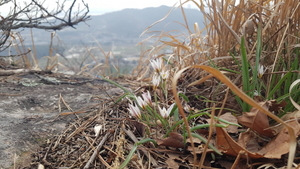 [NSP PHOTO]목포시 지석산, 때 이른 산자고 얼굴 활짝