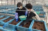 [NSP PHOTO]서천군, 조직배양 우량씨감자 농가보급