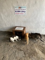 [NSP PHOTO]진안군, 읍·면에 길고양이 급식소 5개소 추가 설치