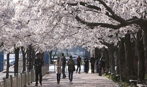 [NSP PHOTO]군산시, 벚꽃 먹거리장터·야외수영장 미운영 결정