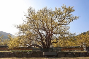 [NSP PHOTO]천년의 노란꽃 구례산수유 시목 만개