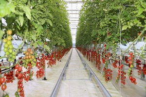 [NSP PHOTO]진안군, 스마트농업 테스트베드 방울토마토 실증 재배